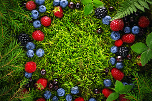 Forest Berries Copy Space Background