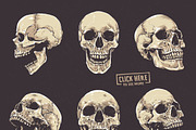 Anatomic Skulls | Vector Pack, a Decorative Illustration by Vecster (Thumbnail 2 of 8)