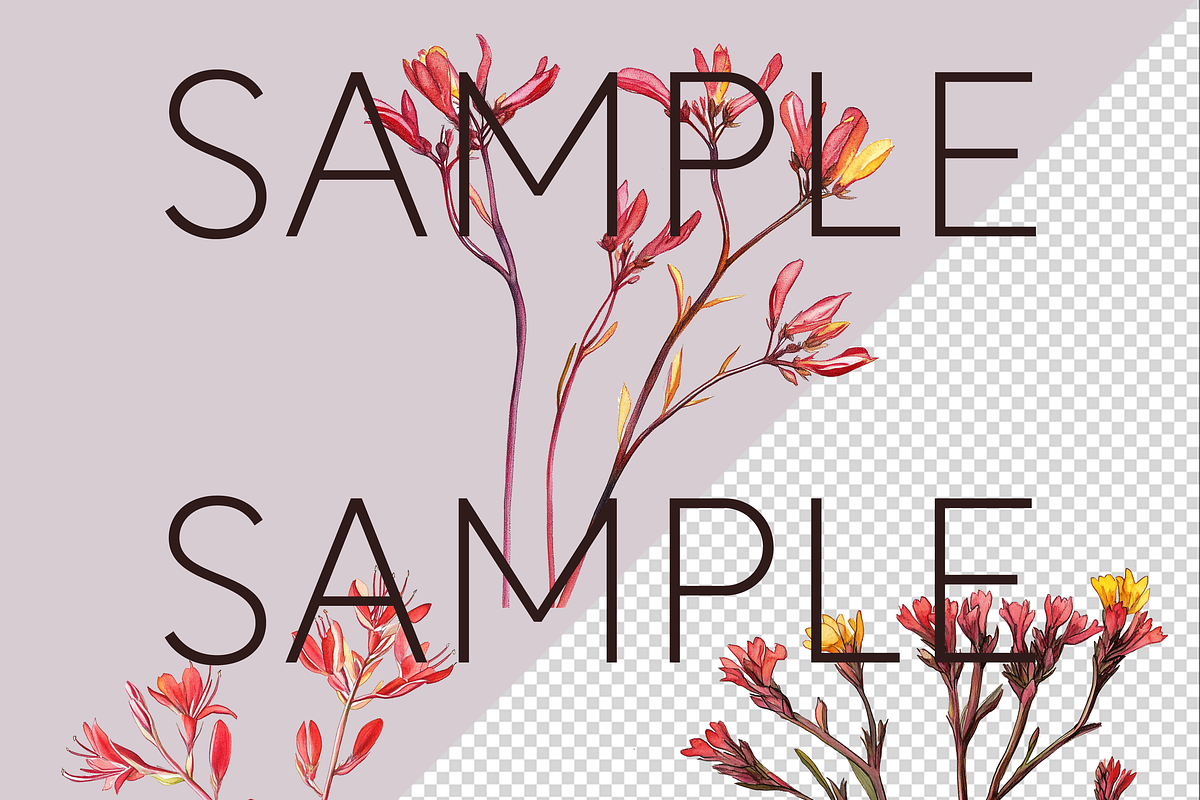Kangaroo Paw Australian Clipart, a Decorative Illustration by Pawcasso's Portraits (Photo 6 of 6)