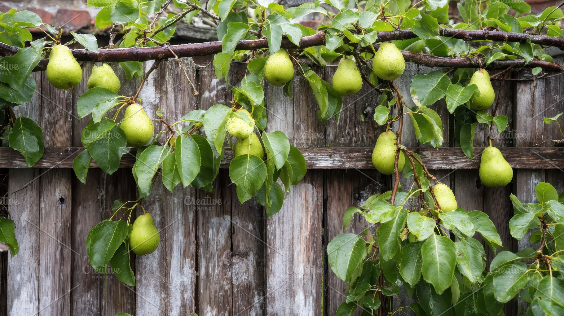 Pears thrive on a wooden trellis, a Photo by Pavel_design