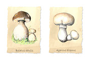 Pencil vintage mushrooms., a Food Illustration by Vikeriya (Thumbnail 2 of 5)