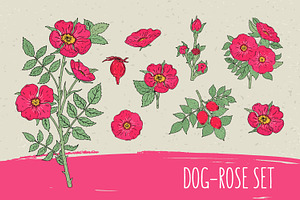 Dog-roses set and seamless pattern, a Decorative Illustration by Good Studio
