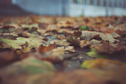 Autumn leaves bundle containing autumn, autumnal, and bundle, a Nature Photo by North & Beard Ltd (Thumbnail 2 of 5)