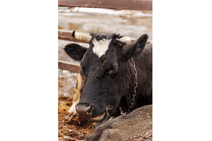 Cow resting in a farmyard, an Animal Photo by darksoul72