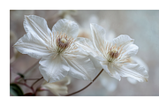 Hihe Co. White Floral Art, a Texture Illustration by milatovar (Thumbnail 12 of 20)