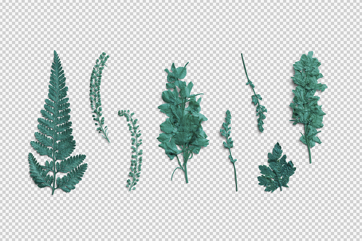 Azure Pressed Botanical PNG Pack, an Object Graphic by Custom Scene (Photo 2 of 8)