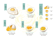 Eggs Hand drawn Vector set, an Illustration by Alltruecolours (Thumbnail 5 of 5)