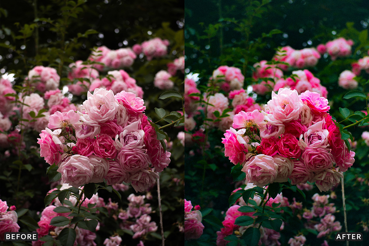 Rose Velvet Bloom Lightroom Presets, a Preset Add-On by AAA Presets (Photo 6 of 12)