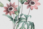 Botanical Illustrations - Garden, an Illustration by BlackBird Foundry (Thumbnail 4 of 4)