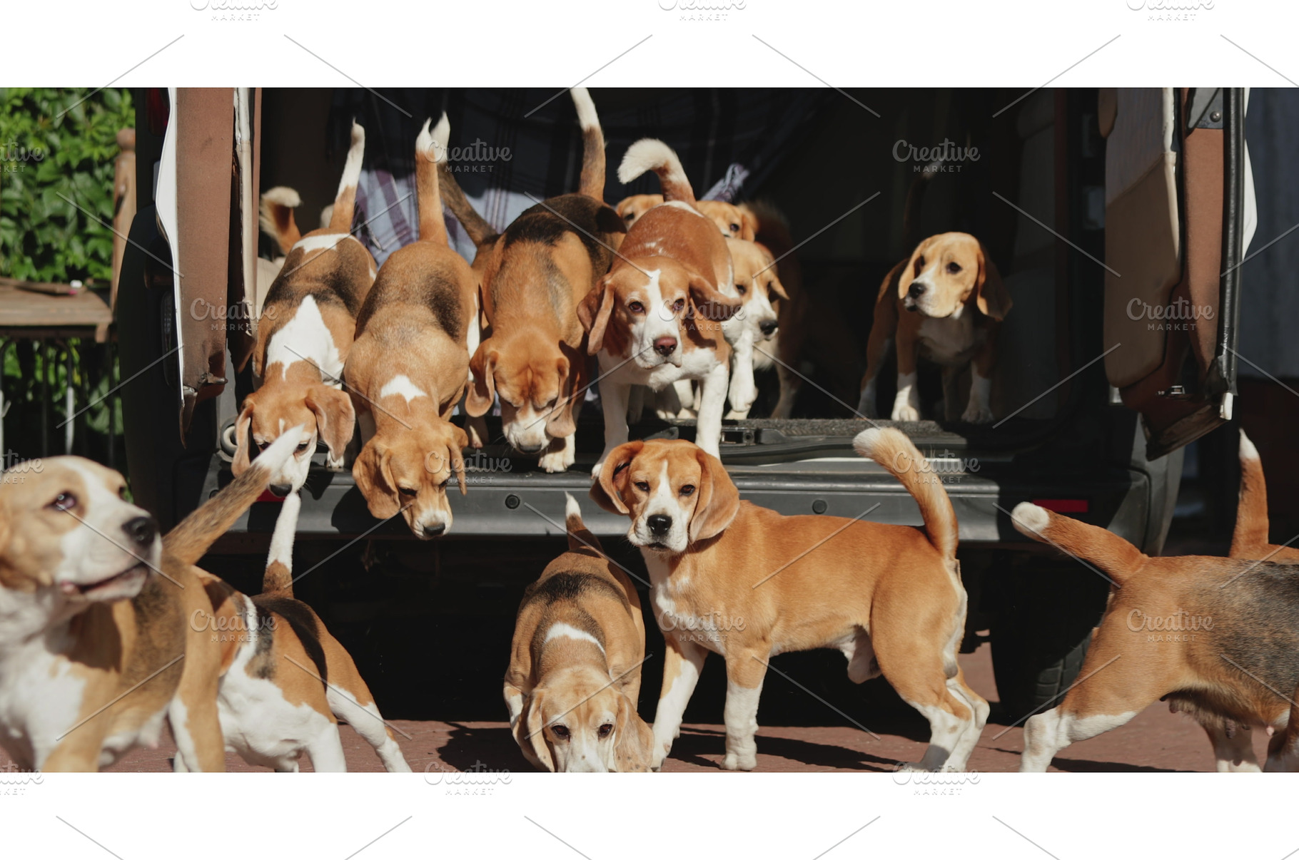 Pack of beagle dogs exiting car, an Animal Photo by Goinyk