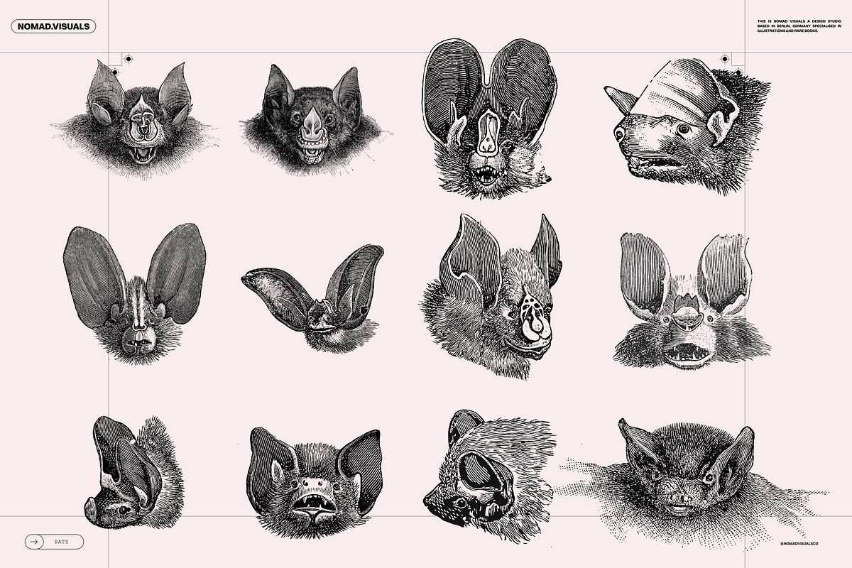 Halloween Special! Bats of the World, an Animal Illustration by Nomad Visuals (Photo 9 of 17)