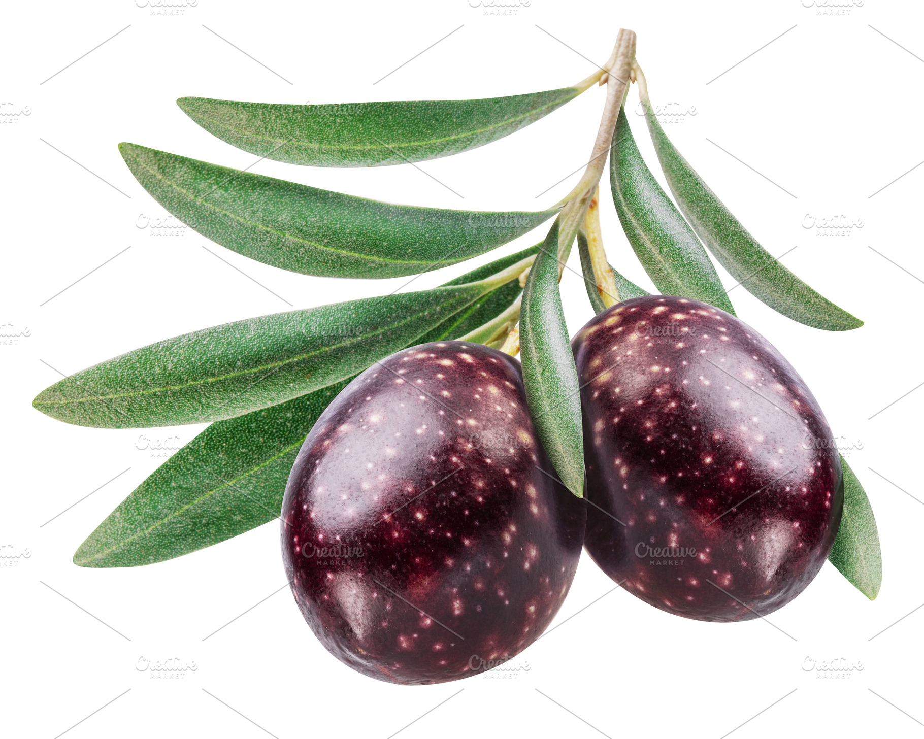 Olive berries on olive twig on white, a Food & Drink Photo by Volff