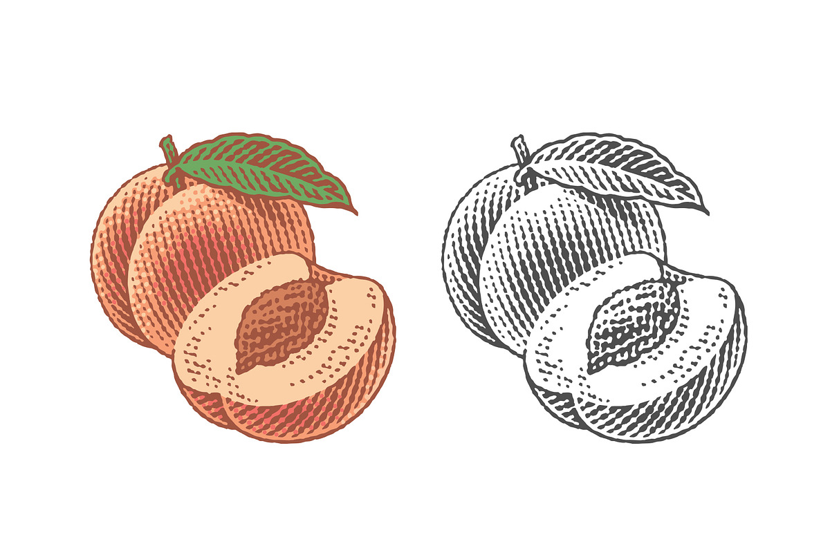 Peach, nectarine, engraving, a Food Illustration by Irina Trusova (Photo 1 of 3)
