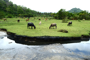 Buffalo Grazing in the Grassland, an Animal Photo by bastera