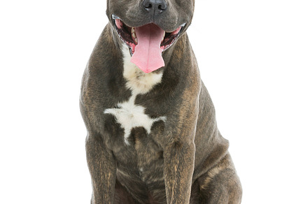 Beautiful amstaff dog stock photo containing pet and canine, an Animal Photo by Sweet Studio
