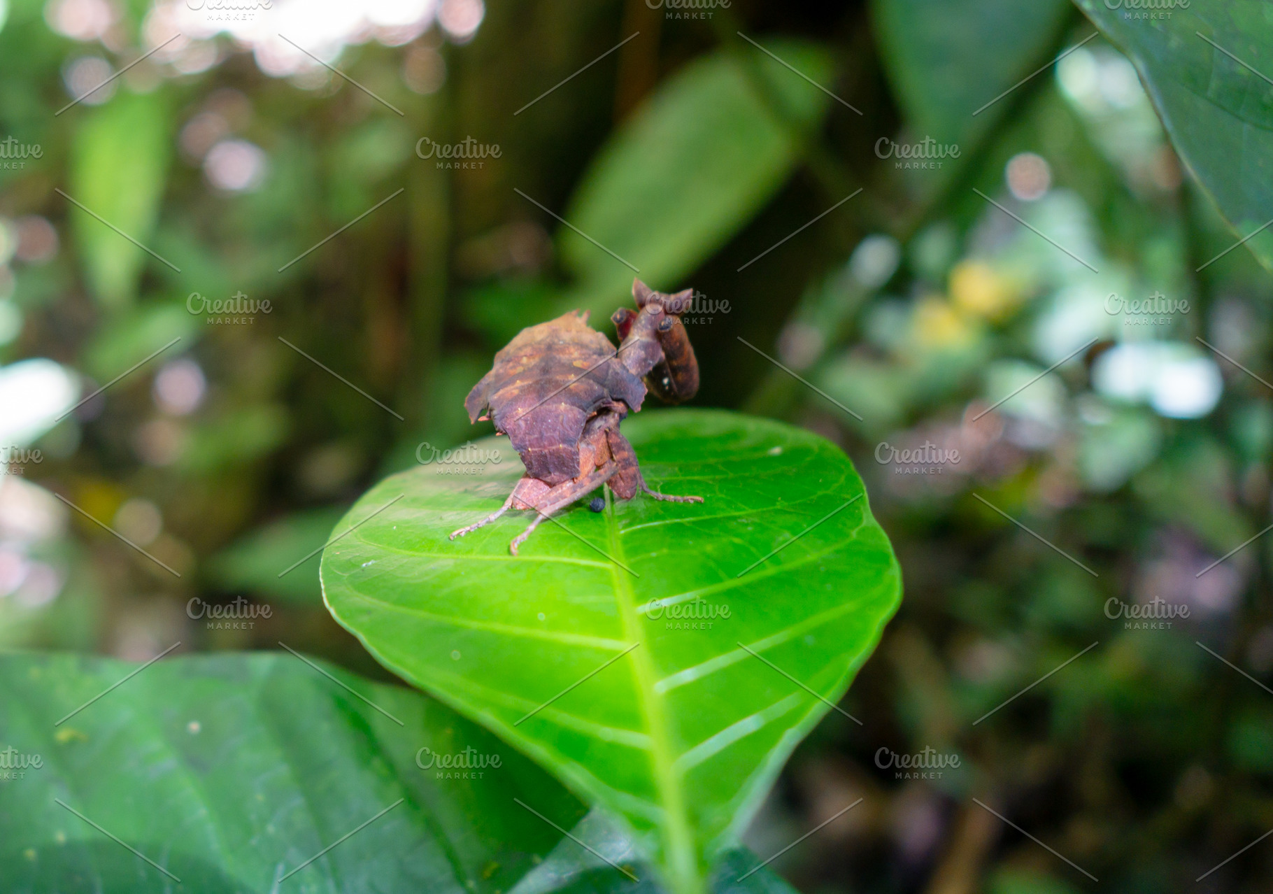 Leaf mimic praying mantis in Cuyabeno rainforest, Ecuador, an Animal Photo by GoodGoods