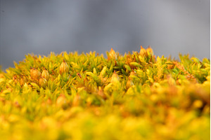 Macro texture of green and yellow, a Nature Photo by Pakosta