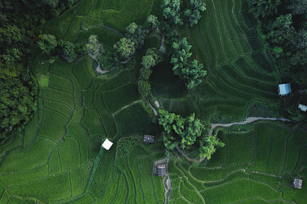 rice fields at dusk in the countryside, a Nature Photo by Art Rachen
