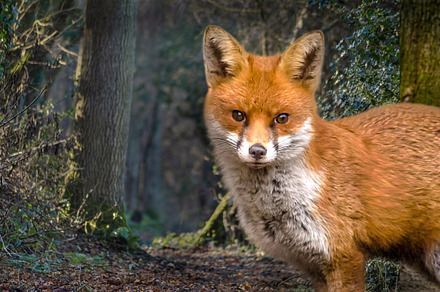 The fox stock photo