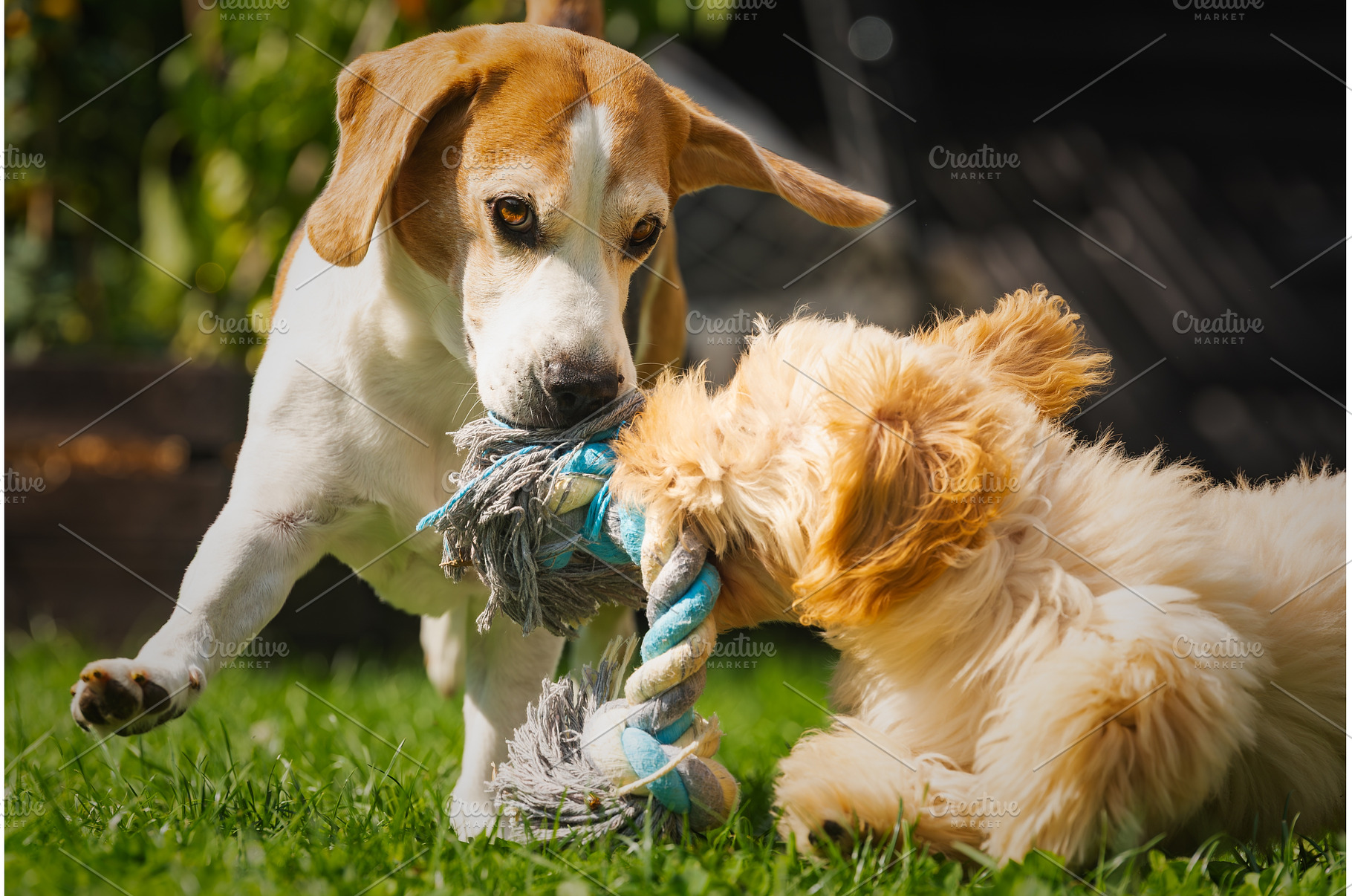 High-Energy Beagle and Maltipoo, an Animal Photo by MadPhotos