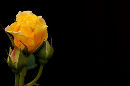 Yellow rose containing yellow rose, yellow, and rose, a Nature Photo by Iryna Sotnykova