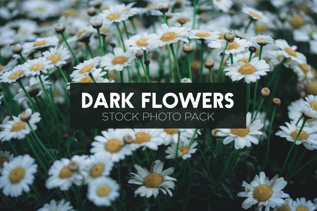 Dark Flowers - Stock Photos, a Nature Photo by outlinez (Photo 6 of 8)