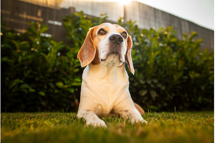 Close up of tri colour Beagle hound, an Animal Photo by MadPhotos