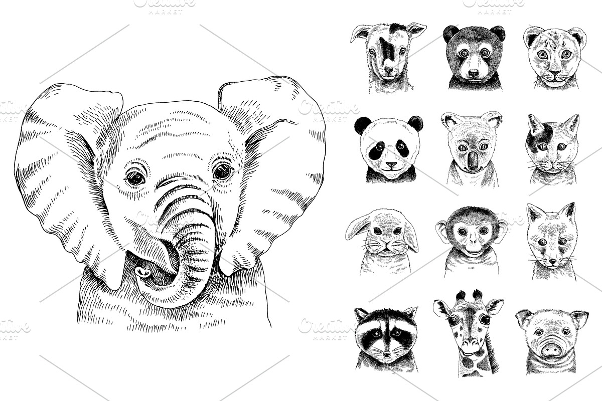 Wild baby, an Animal Illustration by handsketched (Photo 7 of 14)