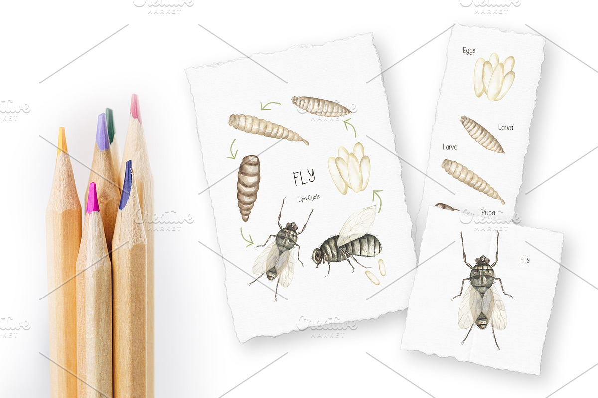 Watercolor Insects Life Cycle, an Education Illustration by MayaNavits (Photo 17 of 18)