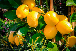 Gifts of nature, fresh and ripe lemo, a Food & Drink Photo by TatsianaSalauyova