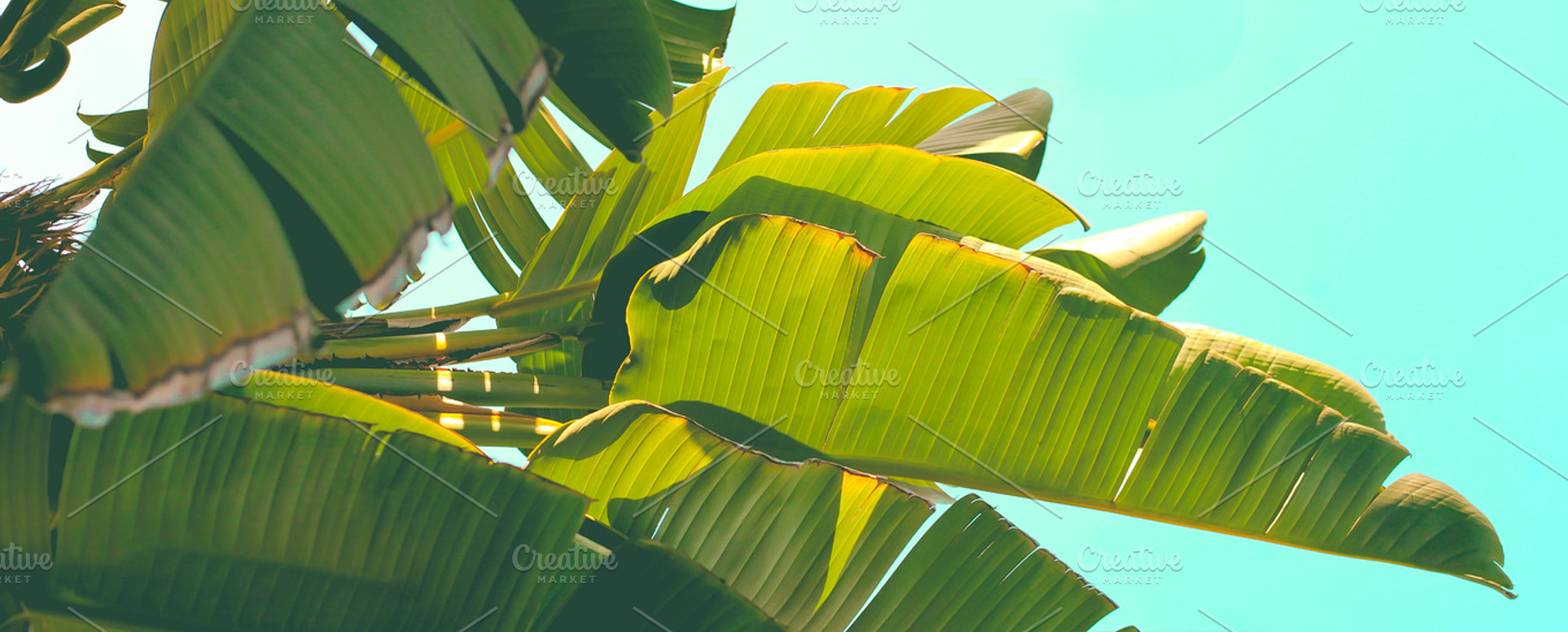 Palm Tree Leaves Horizontal, a Nature Photo by Ari Photography