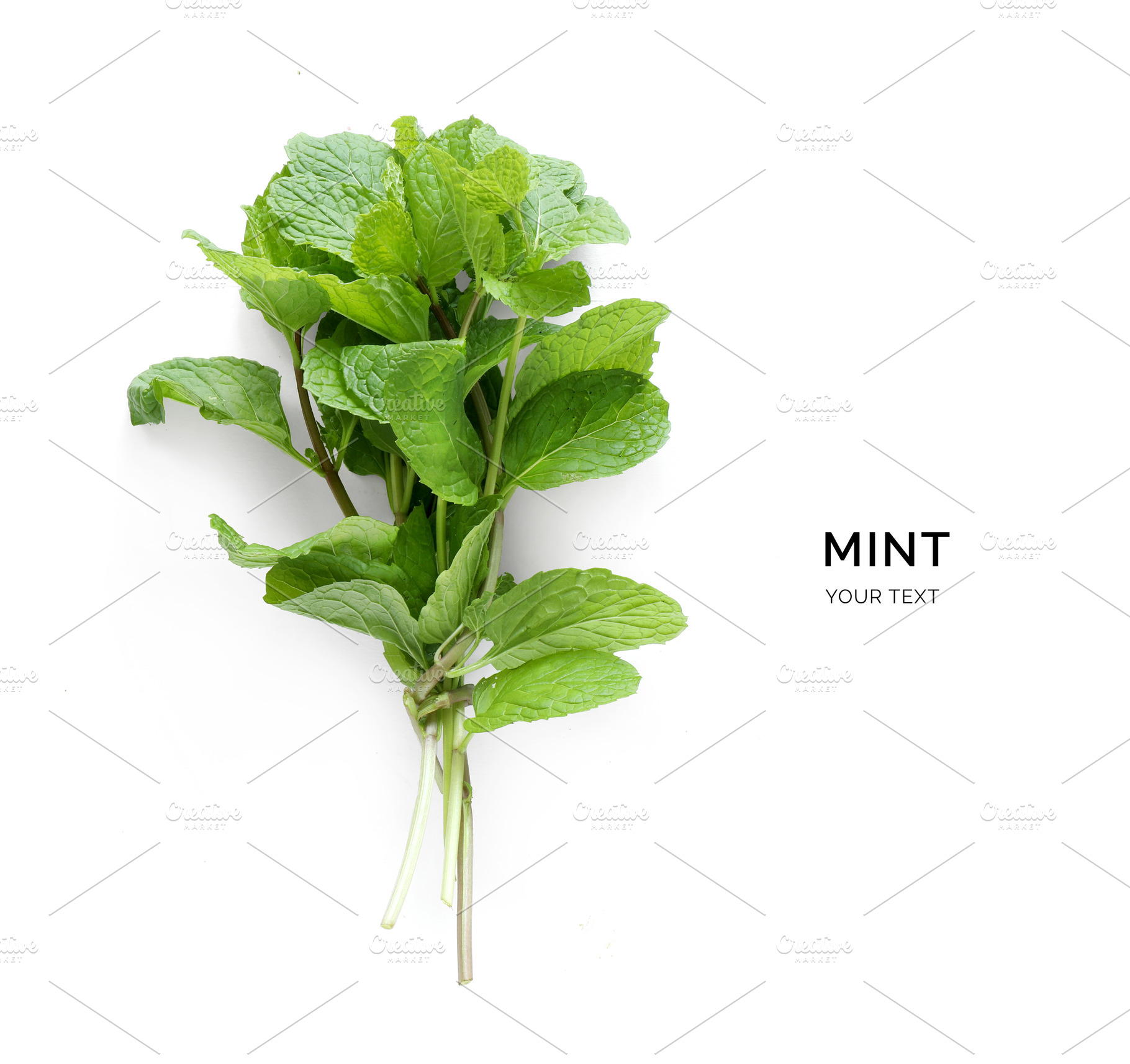 Mint stock photo containing agriculture and aroma, a Food & Drink Photo by StudioPhoto