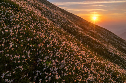 Sunrise in the hills with daffodil flowers, a Nature Photo by Dreamy Pixel