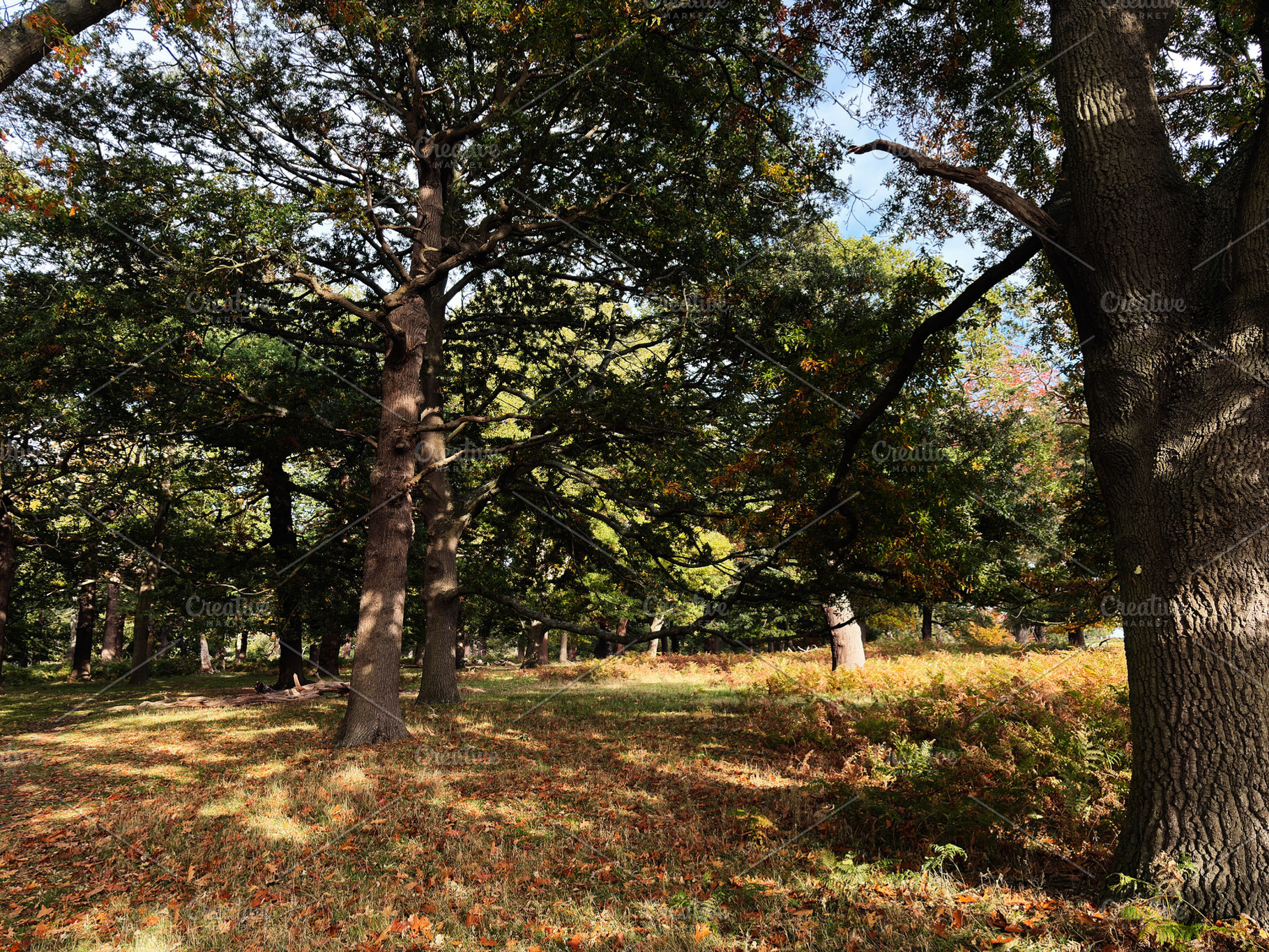Autumn sunlight filters through the trees in a tranquil London park forest scen, a Nature Photo by AS photostudio