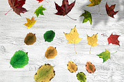 Hi-Res Transparent Autumn Leaves Set, a Background Photo by RSQB (Thumbnail 2 of 2)