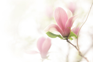 Spring vintage flowers magnolia containing antrisolja, nature, and magnolia