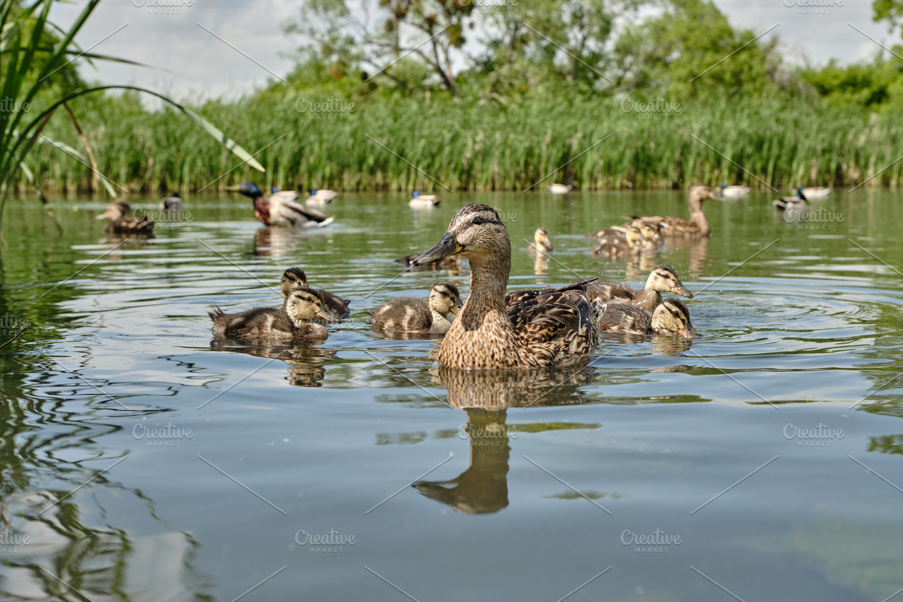 Mother duck with ducklings swimming on lake surface. Wild animals in a pond., an Animal Photo by Rohan Photography