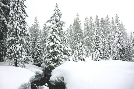 Snow flocked trees & icy river containing snow flocked, trees, and forest