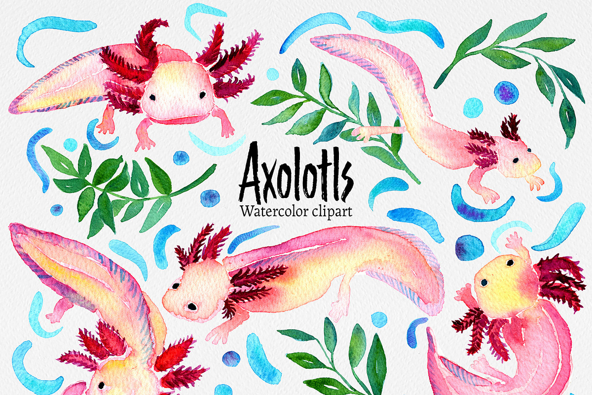 Clip art: Axolotl watercolor, an Animal Illustration by SandraGraphicDesign (Photo 1 of 6)