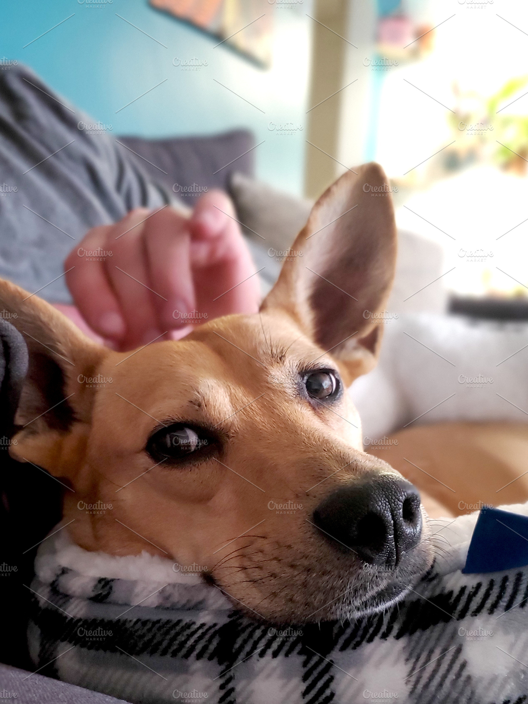 Cute Puppy Dog w/ Big Ears Close Up, an Animal Photo by Cordial Punch Press