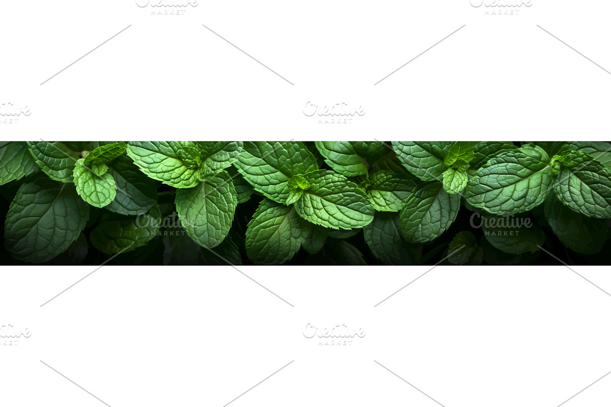 Fresh Green Mint Leaves vector, an Object Illustration by AlexArt