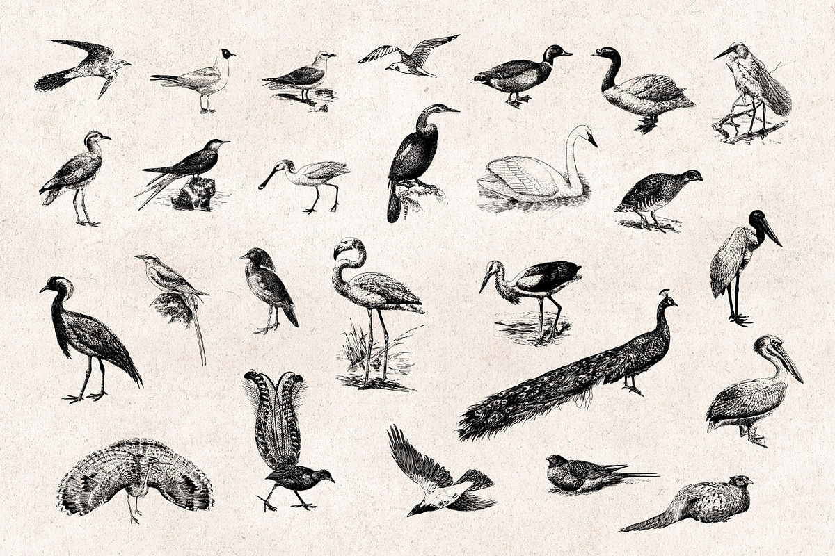 Birds Engravings Set, an Object Graphic by Graphic Goods (Photo 3 of 6)