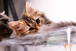 Adorable tabby kitten lying on a clear surface, looking at camera in soft natur, an Animal Photo by Ales Munt