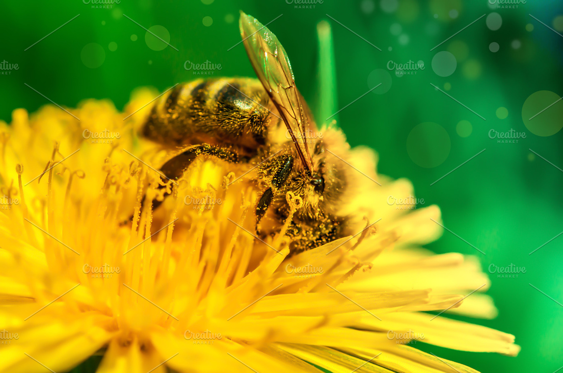 macro picture of bee pollen on a dan, an Animal Photo by OXYMORON 