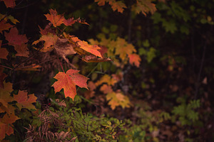 Fall Color Sugar Maple