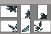 Rubber tree bundle stock photos, a Product Mockup by So Still Studio (Thumbnail 4 of 4)