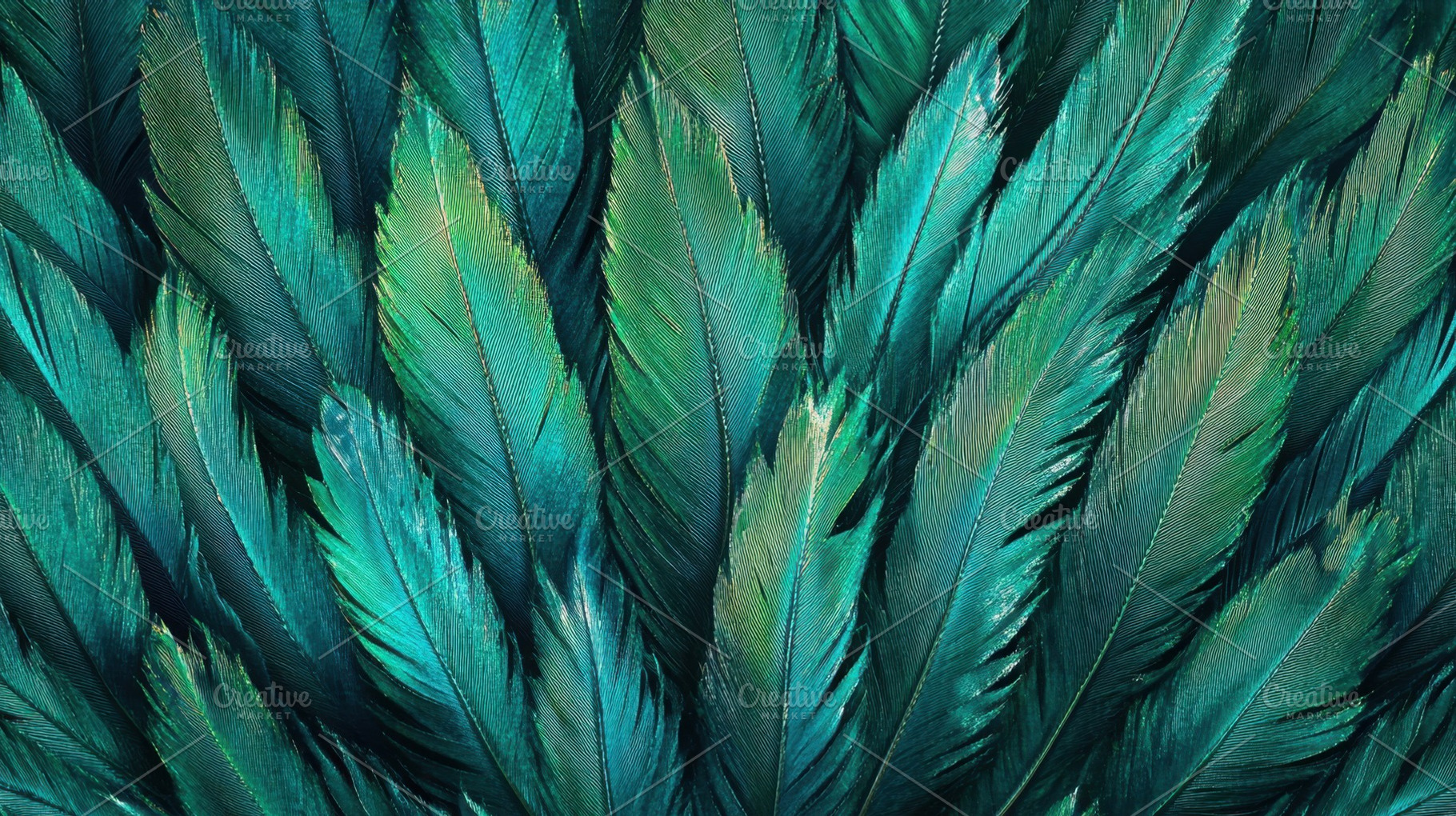 Vibrant green feathers, a Photo by Beautiful things