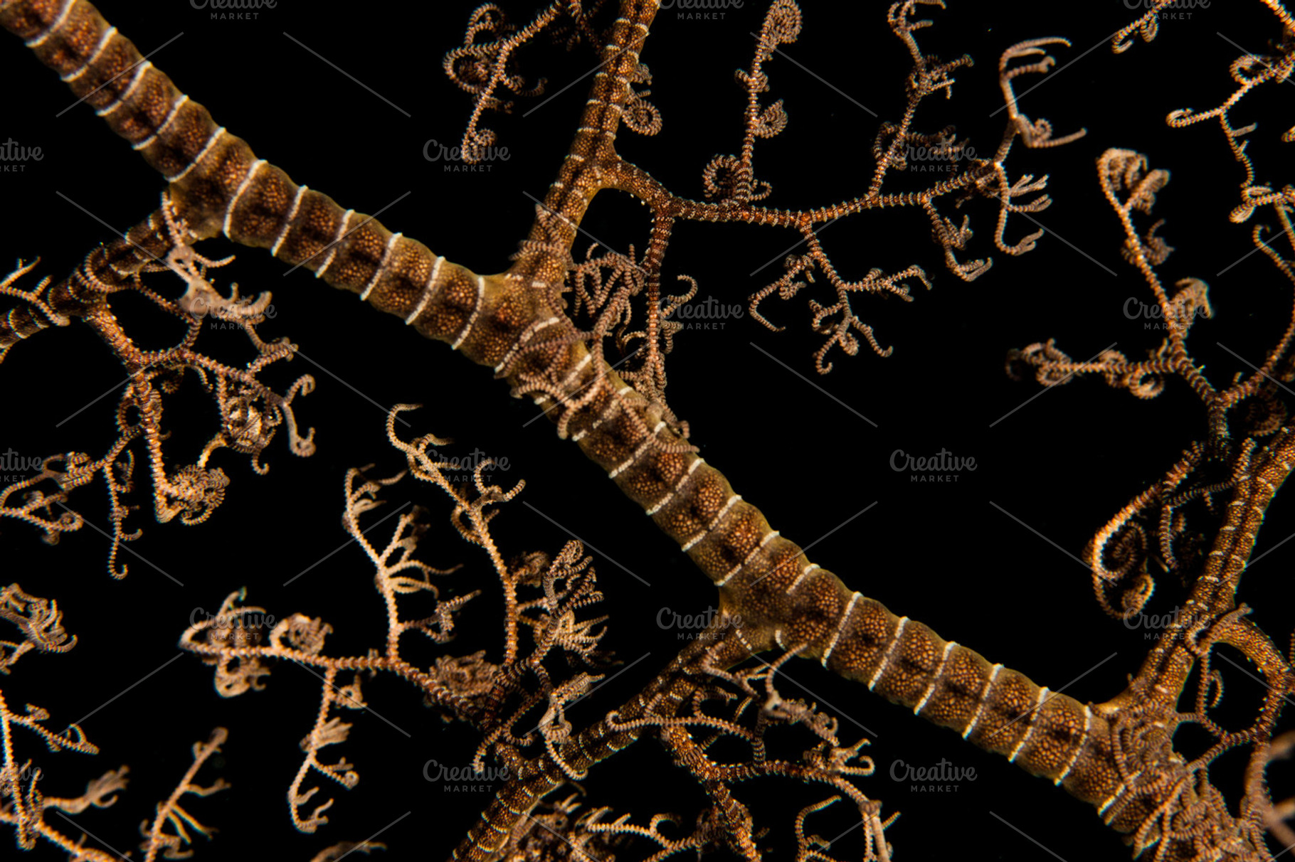 soft coral, a Nature Photo by atussub
