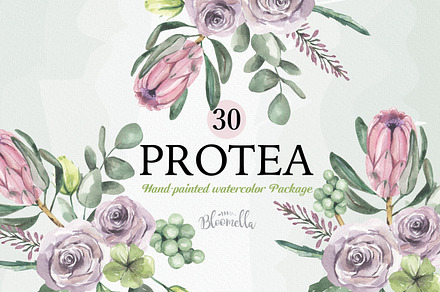Protea Watercolor Clipart