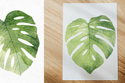 4 Monstera Botanical Illustrations, an Object Graphic by Helga Wigandt (Thumbnail 3 of 5)